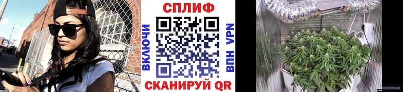 Каннабис конопля  Елизаветинская 